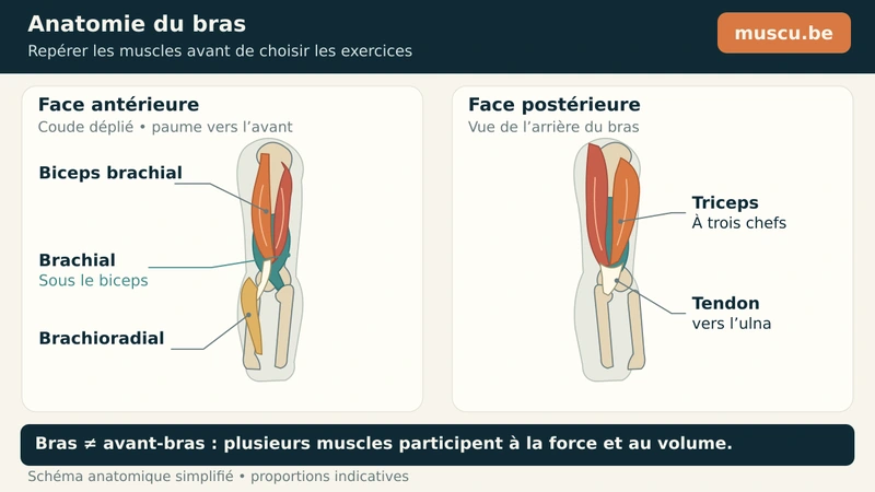 Vues avant et arrière du bras avec biceps, brachial, triceps et brachioradial.
