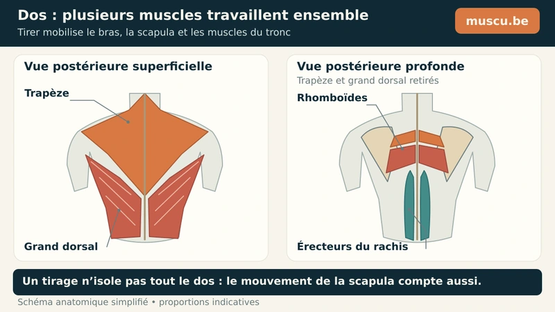 Dos superficiel et profond : trapèze, grand dorsal, rhomboïdes et érecteurs du rachis.
