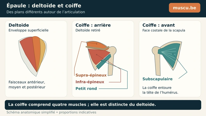 Deltoïde superficiel et quatre muscles de la coiffe, montrés de face et de dos.