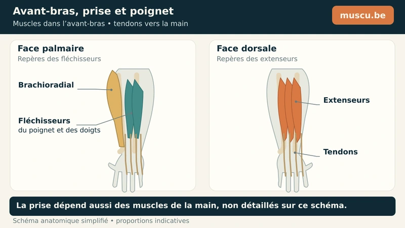 Fléchisseurs et extenseurs de l’avant-bras avec tendons se prolongeant vers les doigts.