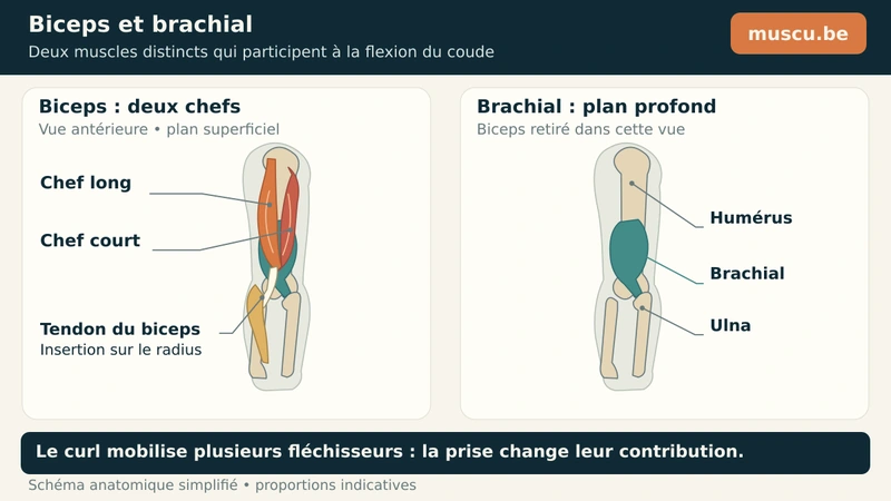 Biceps à deux chefs et brachial profond, avec leurs insertions distinctes au coude.