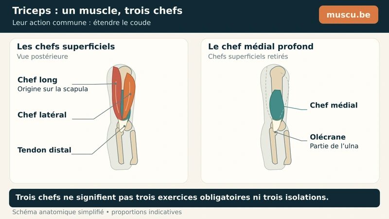 Triceps postérieur : chefs long et latéral, puis chef médial dévoilé en profondeur.